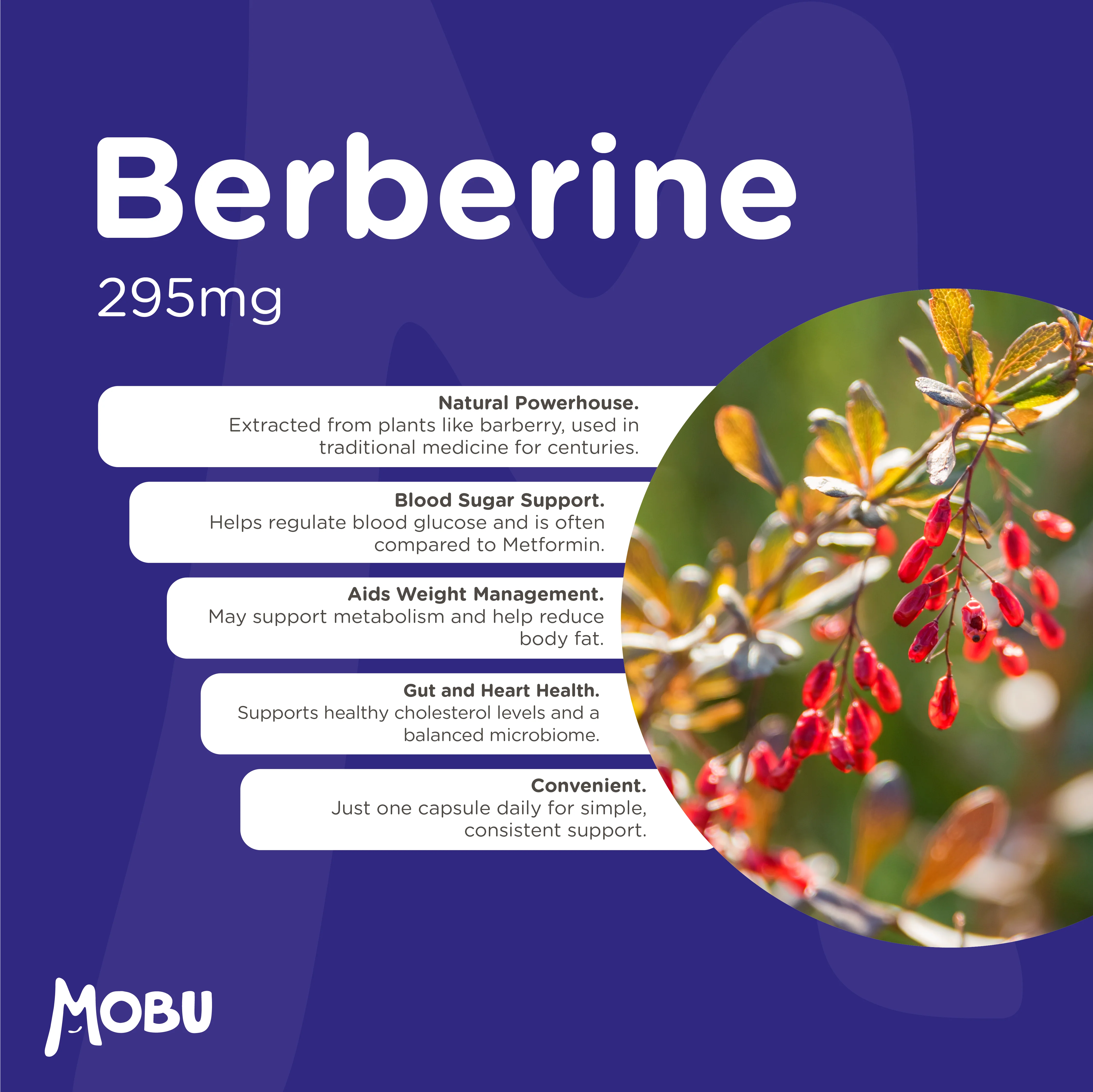Berberine 295mg - Image 3