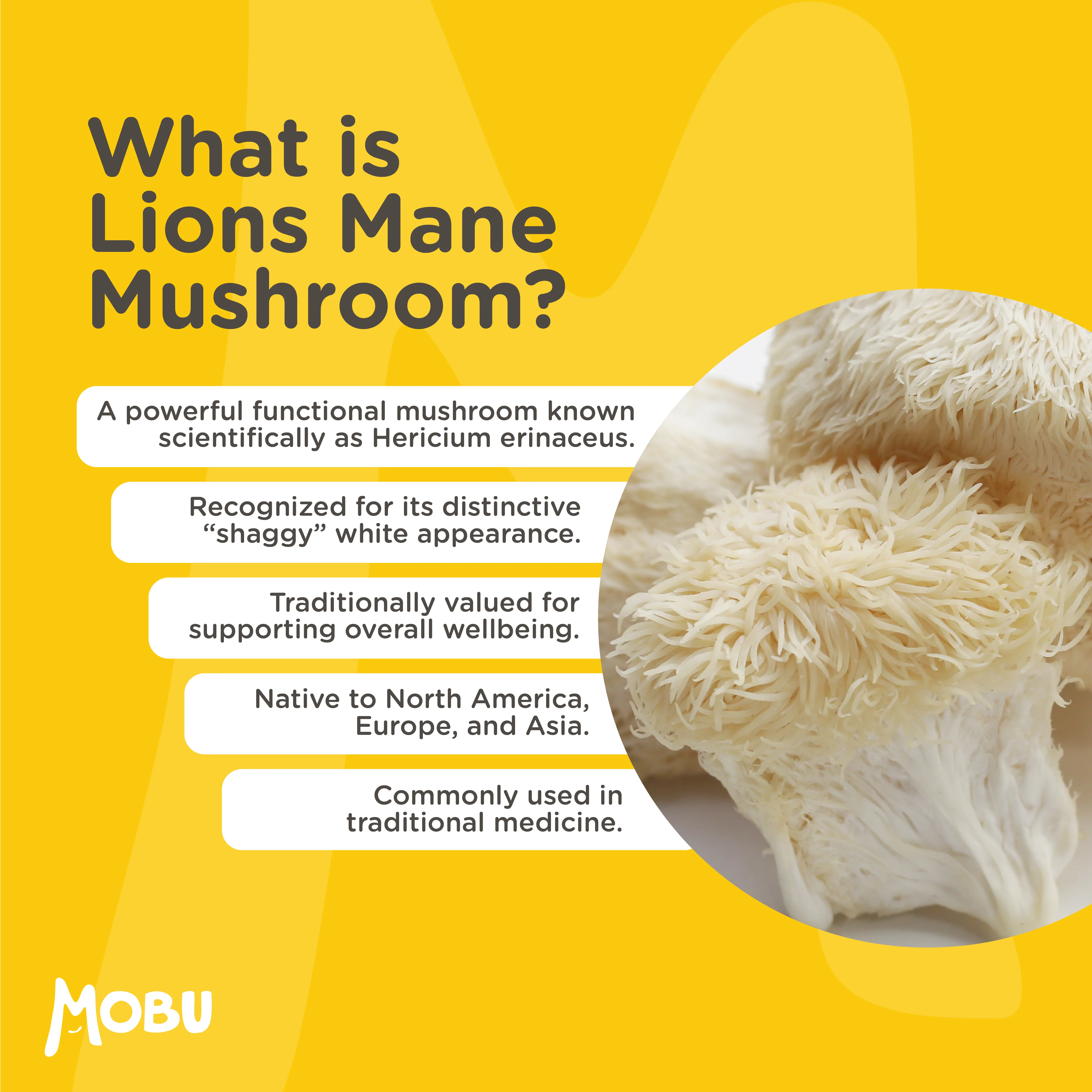 Lions Mane 4000mg with Vitamin B1 & Black Pepper - Image 3